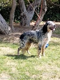 Setter Inglese pronta caccia