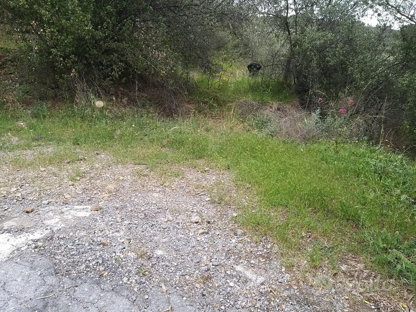 Terreno con ulivi - Vista 2