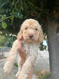 Lagotto
