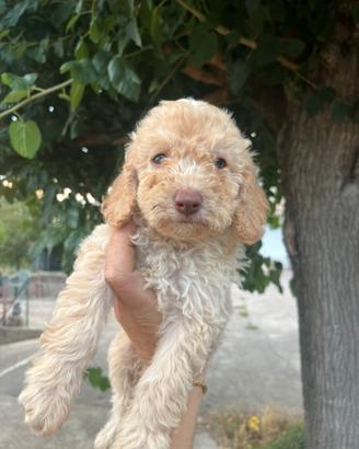 Lagotto