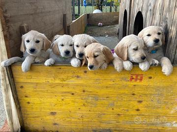 Cuccioli Golden Retriever