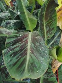 banano musa acuminata dwarf Cavendish zebrina 