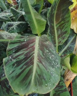 banano musa acuminata dwarf Cavendish zebrina 