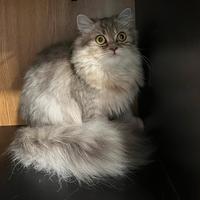 British Longhair