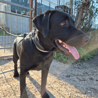 Labrador nero da monta