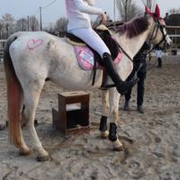 Cavallo per passeggiate