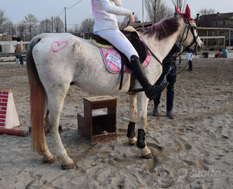 Cavallo per passeggiate