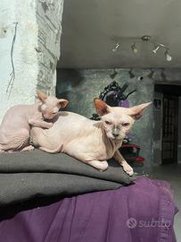 Sphynx