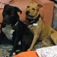 Cuccioli incrocio Pitbull e Amstaff