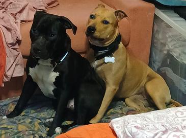 Cuccioli incrocio Pitbull e Amstaff