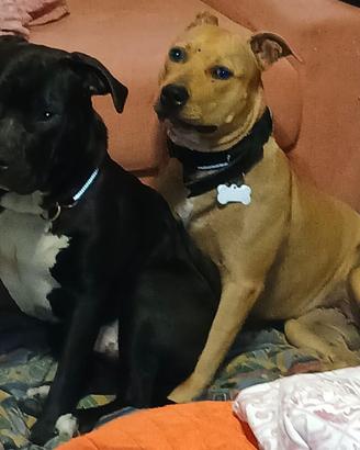 Cuccioli incrocio Pitbull e Amstaff