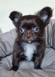 Chihuahua maschietto