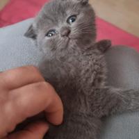 Scottish, fold e straight