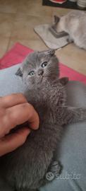 Scottish, fold e straight