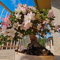 bonsai azalea satzuki