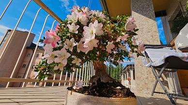 bonsai azalea satzuki