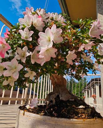 bonsai azalea satzuki