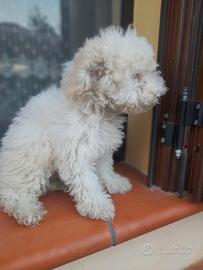 Cucciolo di maltipoo