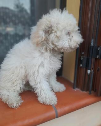 Cucciolo di maltipoo