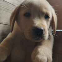 Cuccioli di labrador retriever