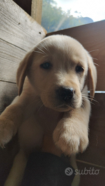 Cuccioli di labrador retriever