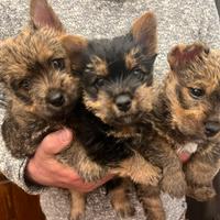 Cuccioli di Norwich Terrier di colore raro