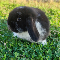 Coniglio ariete cucciolo