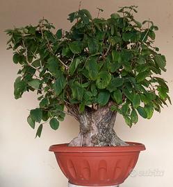 Pre bonsai di lonicera xilosteum #10