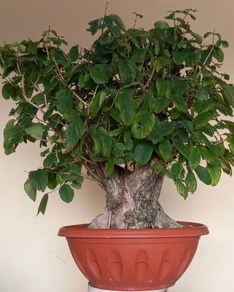 Pre bonsai di lonicera xilosteum #10