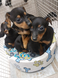 Pinscher nani