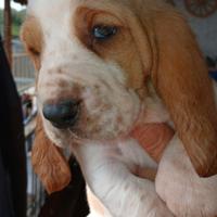 Cuccioli bassethound