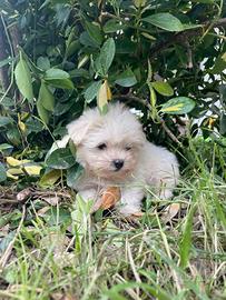 Maltesi taglia piccola