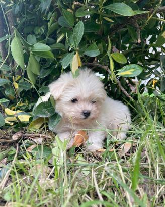 Maltesi taglia piccola