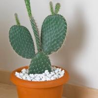 PIANTE FICO D INDIA EURO 8 A NONANTOLA MODENA 