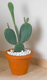 PIANTE FICO D INDIA EURO 8 A NONANTOLA MODENA 