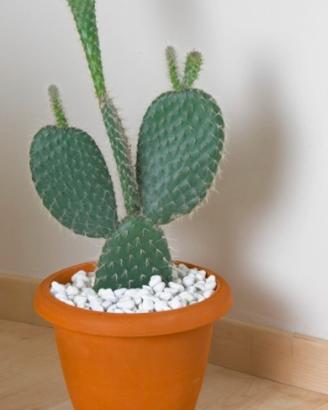 PIANTE FICO D INDIA EURO 8 A NONANTOLA MODENA 