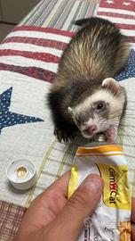 Furetto mascherina