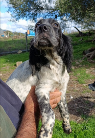 Cucciolo setter inglese