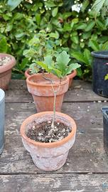 bonsai e prebonsai misti