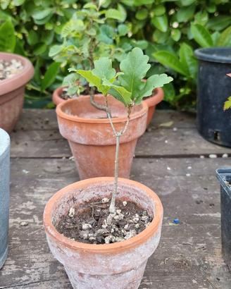 bonsai e prebonsai misti