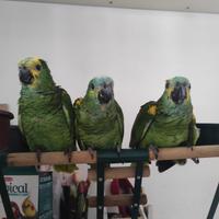 Baby Amazzone Fronte Blu