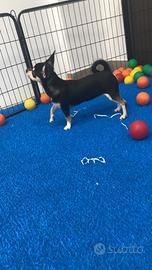 Cuccioli di chihuahua maschietti