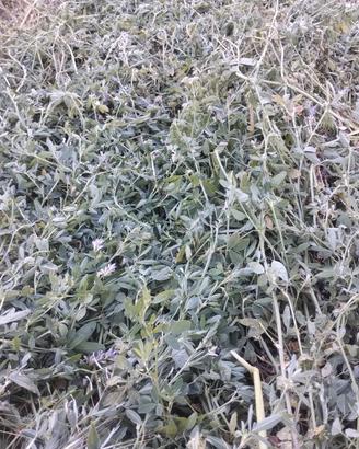 Fieno di erba medica in ballette