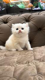 Gattino British