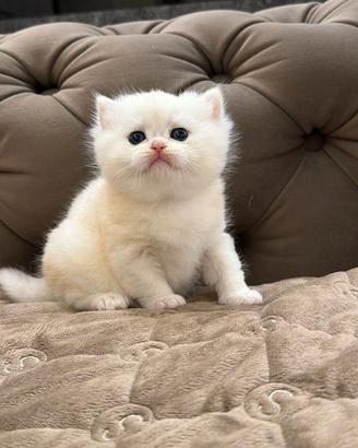 Gattino British