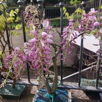 Bonsai Glicine colore rosa
