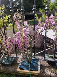 Bonsai Glicine colore rosa