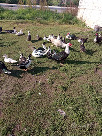 Disponibili anatre mute grandi e piccole