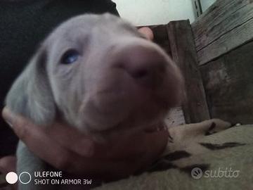 Bracco weimaraner