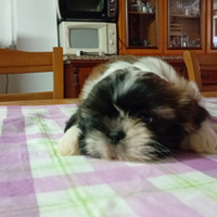 Cuccioli si shih tzu